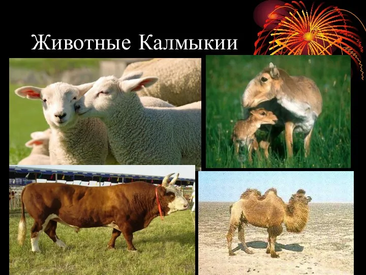 Животные Калмыкии