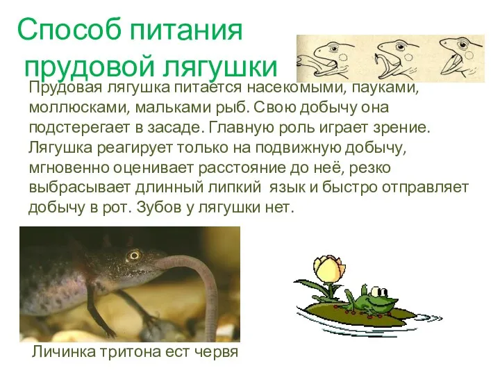 Способ питания прудовой лягушки Прудовая лягушка питается насекомыми, пауками, моллюсками,