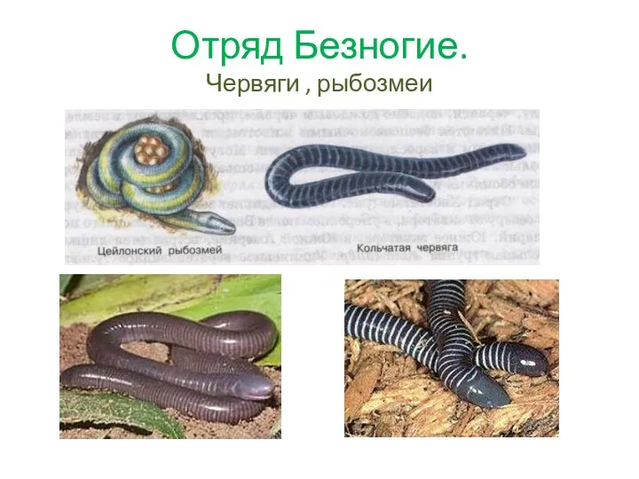 Отряд Безногие. Червяги , рыбозмеи