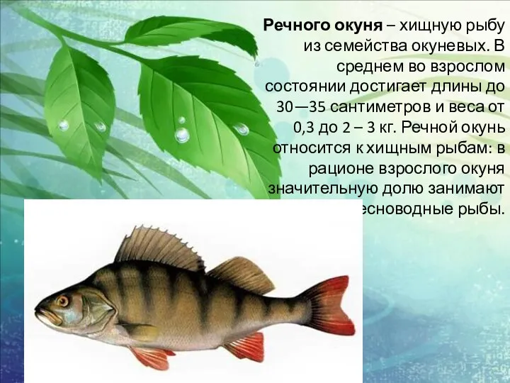 Речного окуня – хищную рыбу из семейства окуневых. В среднем