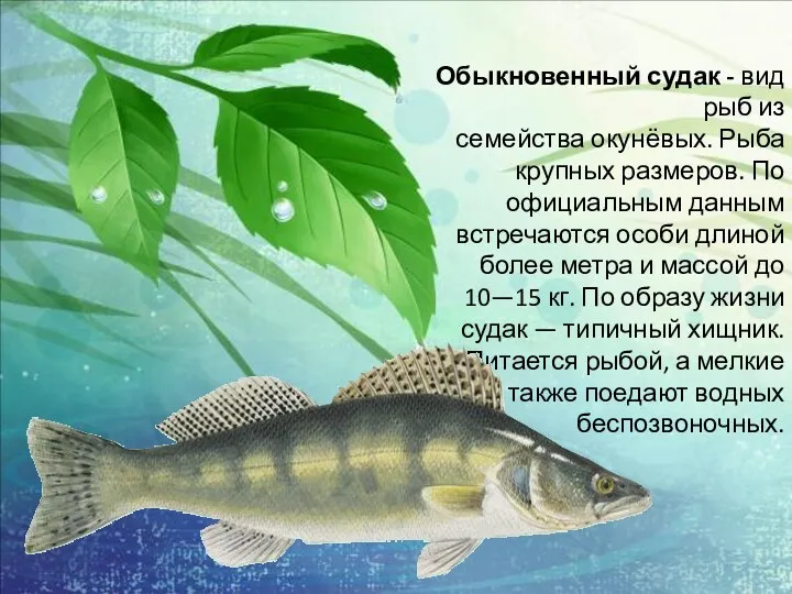 Обыкновенный судак - вид рыб из семейства окунёвых. Рыба крупных