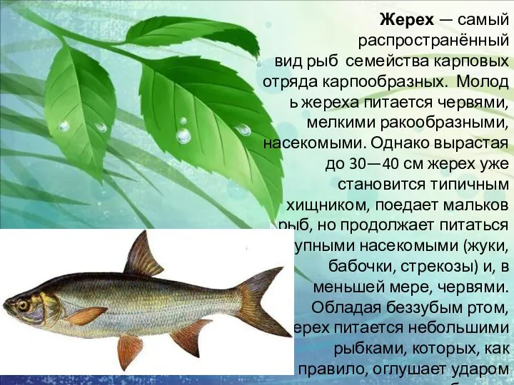 Жерех — самый распространённый вид рыб семейства карповых отряда карпообразных.