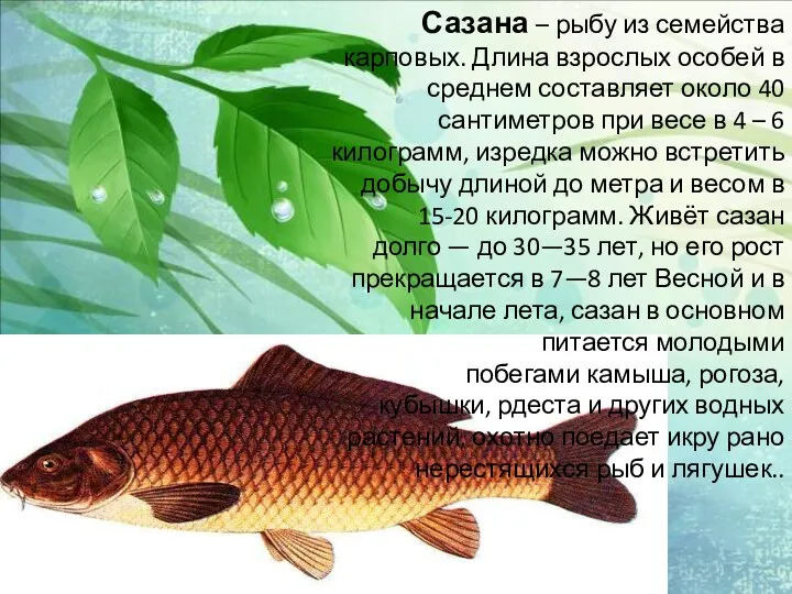 Сазана – рыбу из семейства карповых. Длина взрослых особей в