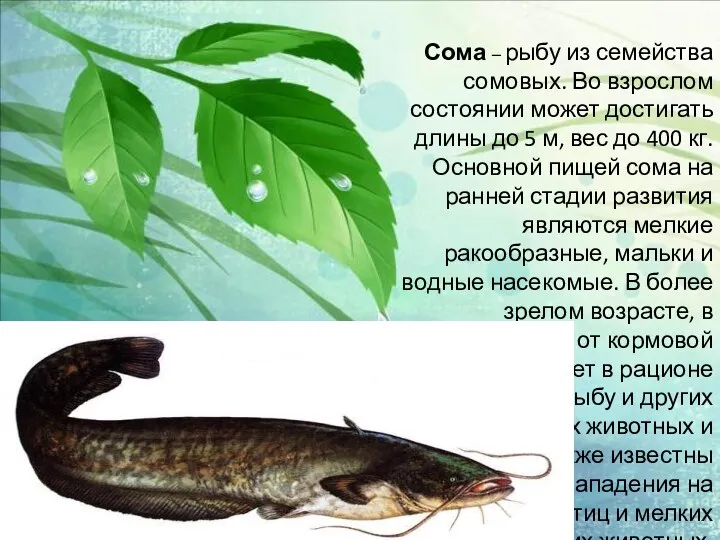 Сома – рыбу из семейства сомовых. Во взрослом состоянии может