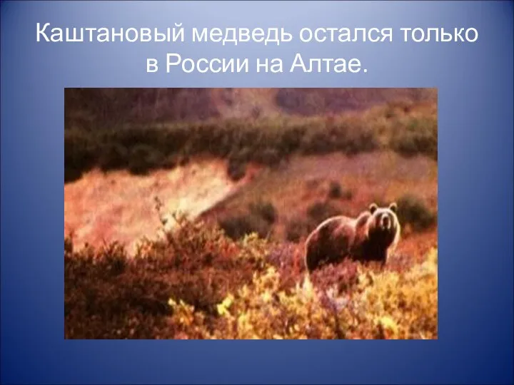 Каштановый медведь остался только в России на Алтае.