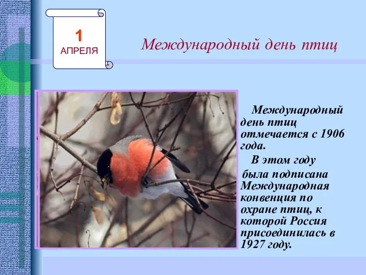 Международный день птиц Международный день птиц отмечается с 1906 года. В этом году