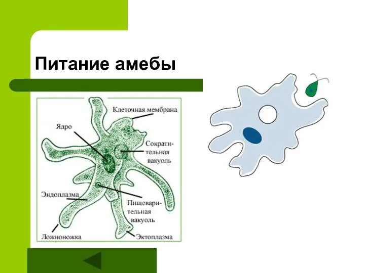 Питание амебы