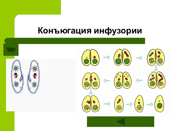 Конъюгация инфузории