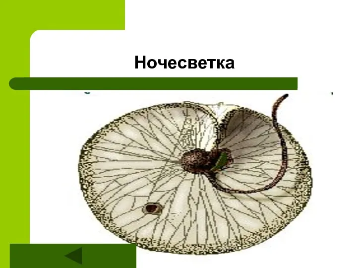 Ночесветка