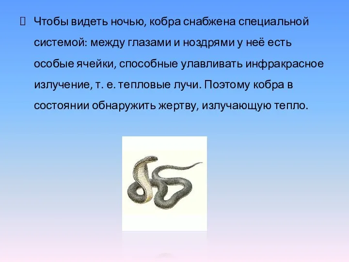 Чтобы видеть ночью, кобра снабжена специальной системой: между глазами и