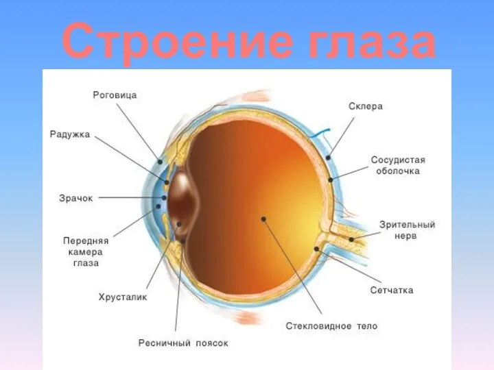 Строение глаза