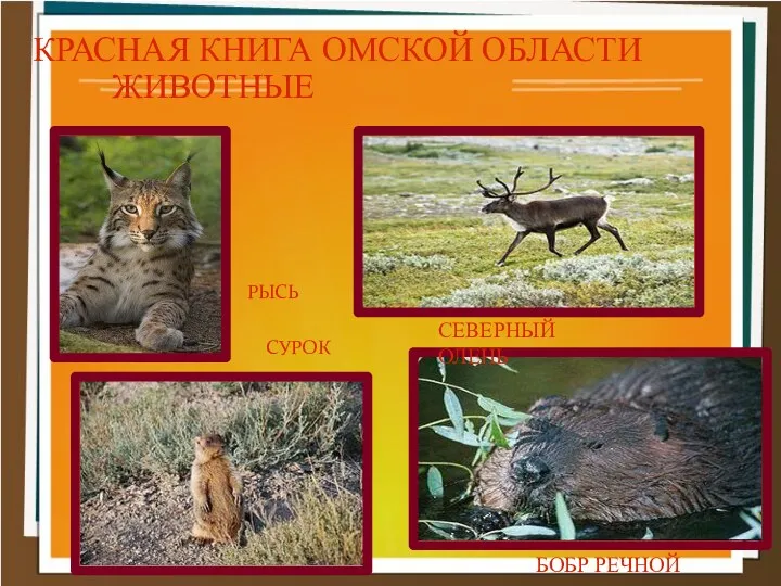 КРАСНАЯ КНИГА ОМСКОЙ ОБЛАСТИ СУРОК ЖИВОТНЫЕ БОБР РЕЧНОЙ СЕВЕРНЫЙ ОЛЕНЬ РЫСЬ