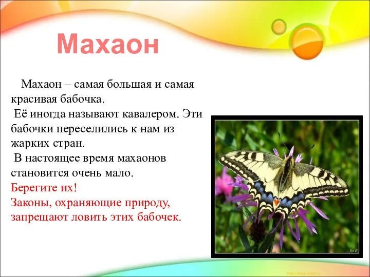Махаон Махаон – самая большая и самая красивая бабочка. Её