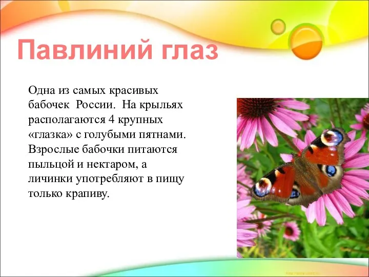 Павлиний глаз Одна из самых красивых бабочек России. На крыльях