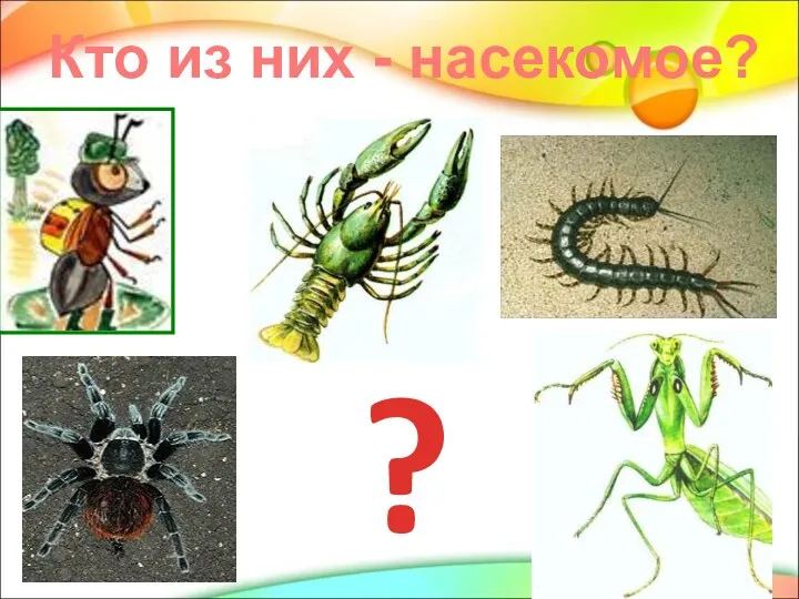 Кто из них - насекомое? ?