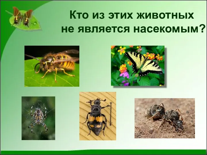 Кто из этих животных не является насекомым?