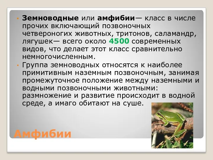 Амфибии Земноводные или амфибии— класс в числе прочих включающий позвоночных