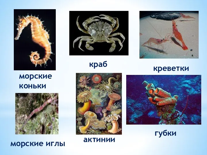 морские коньки краб креветки актинии губки морские иглы