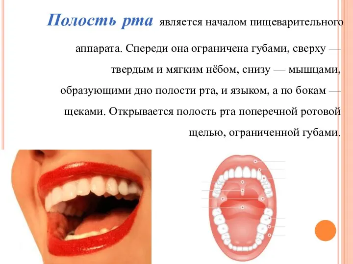 Полость рта является началом пищеварительного аппарата. Спереди она ограничена губами,
