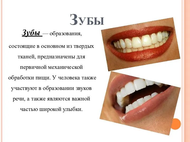 Зубы Зубы — образования, состоящие в основном из твердых тканей,