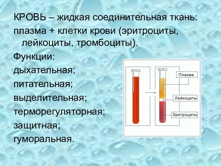 КРОВЬ – жидкая соединительная ткань: плазма + клетки крови (эритроциты,