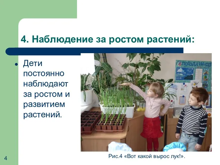 4. Наблюдение за ростом растений: Дети постоянно наблюдают за ростом и развитием растений.