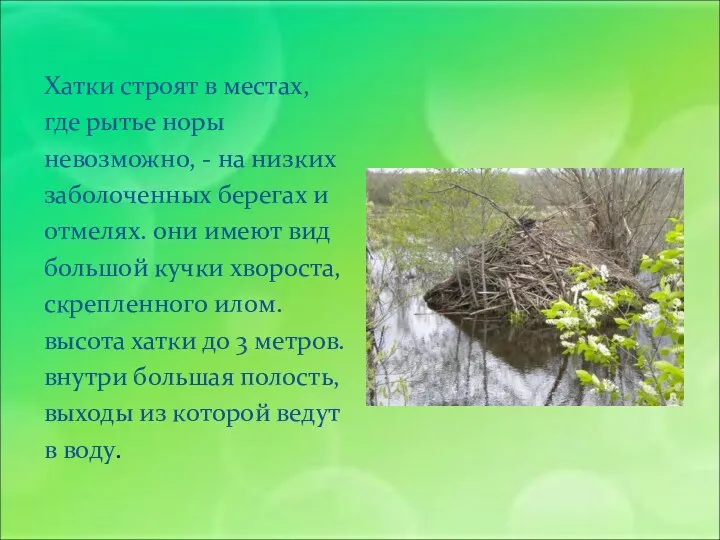 Хатки строят в местах, где рытье норы невозможно, - на низких заболоченных берегах