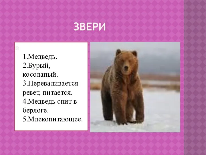 Звери 1.Медведь. 2.Бурый, косолапый. 3.Переваливается ревет, питается. 4.Медведь спит в берлоге. 5.Млекопитающее.