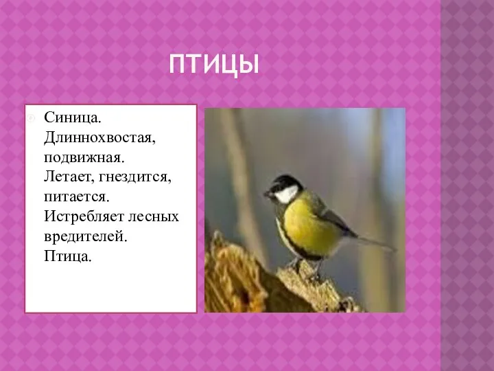 Птицы Синица. Длиннохвостая, подвижная. Летает, гнездится, питается. Истребляет лесных вредителей. Птица.