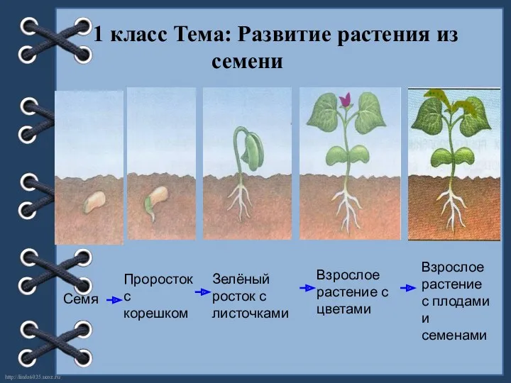 1 класс Тема: Развитие растения из семени Семя Проросток с