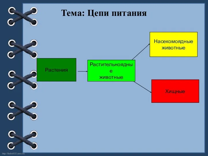 Тема: Цепи питания Растения Растительноядные животные Насекомоядные животные Хищные