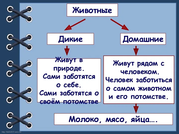 Животные Дикие Домашние Живут в природе. Сами заботятся о себе.