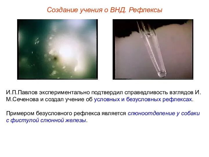 Создание учения о ВНД. Рефлексы И.П.Павлов экспериментально подтвердил справедливость взглядов