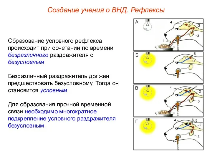 Создание учения о ВНД. Рефлексы Образование условного рефлекса происходит при