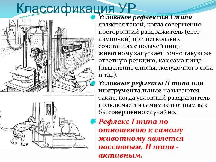 Классификация УР Условным рефлексом I типа является такой, когда совершенно