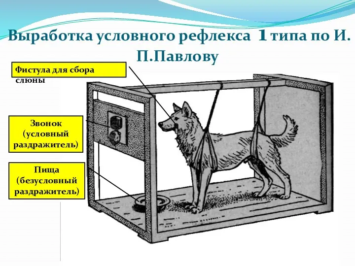 Выработка условного рефлекса 1 типа по И.П.Павлову Фистула для сбора