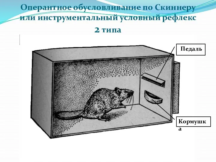 Оперантное обусловливание по Скиннеру или инструментальный условный рефлекс 2 типа Педаль Кормушка