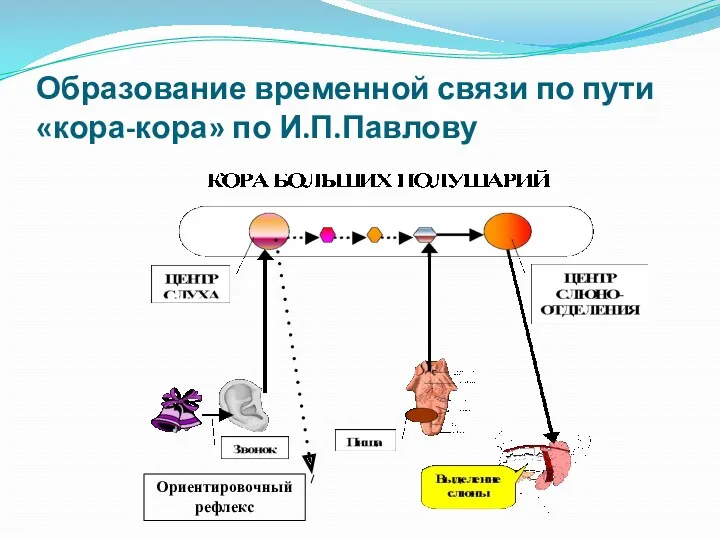 Образование временной связи по пути «кора-кора» по И.П.Павлову Ориентировочный рефлекс