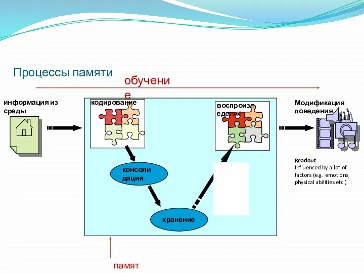 Процессы памяти информация из среды Модификация поведения консолидация хранение кодирование