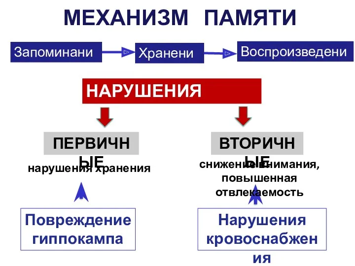 НАРУШЕНИЯ ПАМЯТИ ВТОРИЧНЫЕ ПЕРВИЧНЫЕ Повреждение гиппокампа Нарушения кровоснабжения снижение внимания, повышенная отвлекаемость МЕХАНИЗМ ПАМЯТИ нарушения хранения