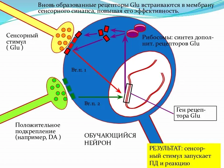 ОБУЧАЮЩИЙСЯ НЕЙРОН Вновь образованные рецепторы Glu встраиваются в мембрану сенсорного