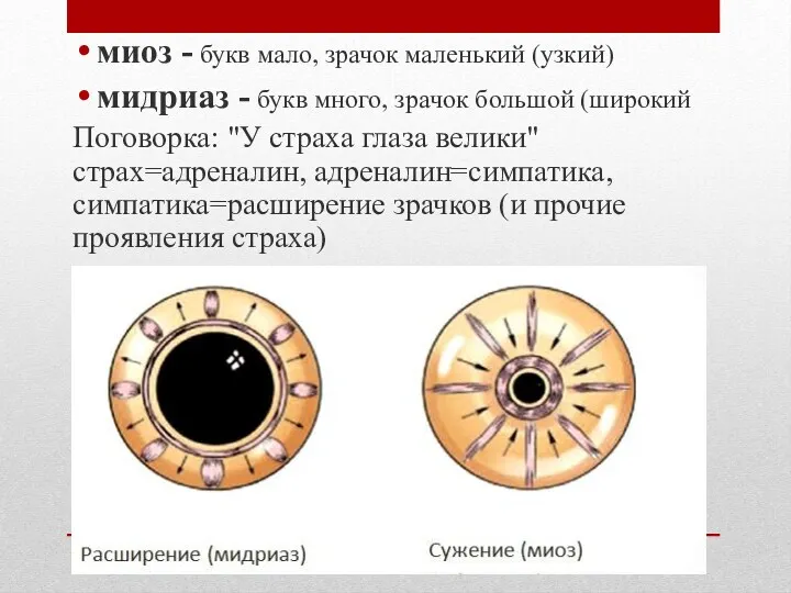 миоз - букв мало, зрачок маленький (узкий) мидриаз - букв