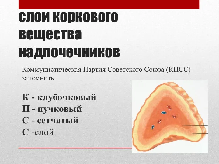 слои коркового вещества надпочечников Коммунистическая Партия Советского Союза (КПСС) запомнить