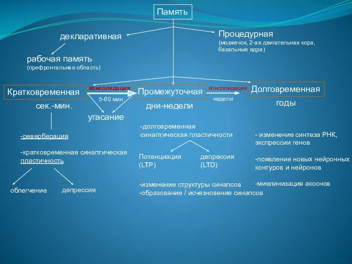 Память Кратковременная Промежуточная Долговременная сек.-мин. дни-недели угасание декларативная Процедурная (мозжечок,