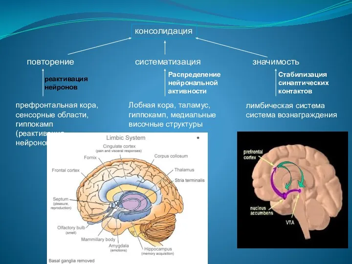 консолидация повторение систематизация значимость лимбическая система система вознаграждения префронтальная кора,