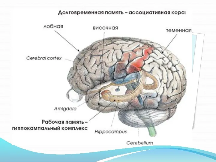 Структуры мозга, связанные с функцией памяти