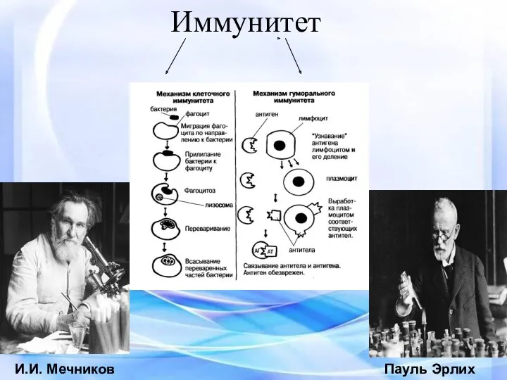 Иммунитет И.И. Мечников Пауль Эрлих