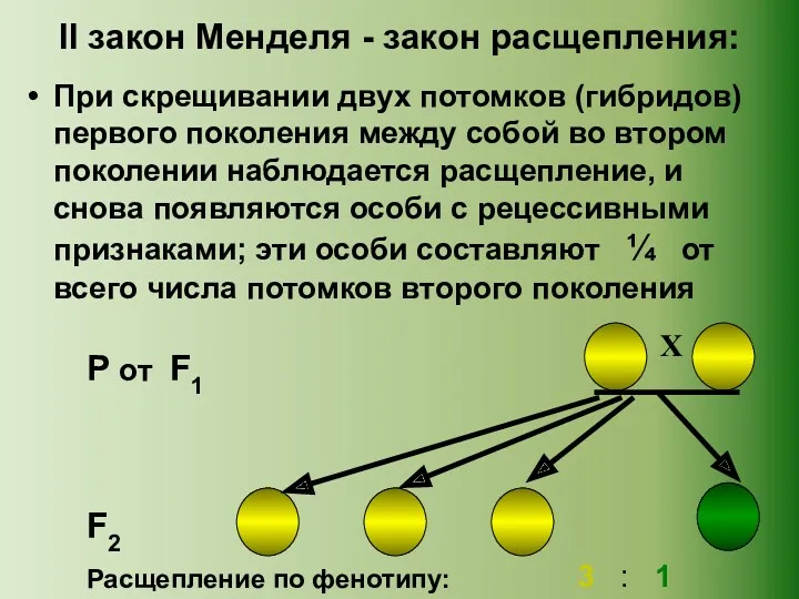 II закон Менделя - закон расщепления: При скрещивании двух потомков (гибридов) первого поколения