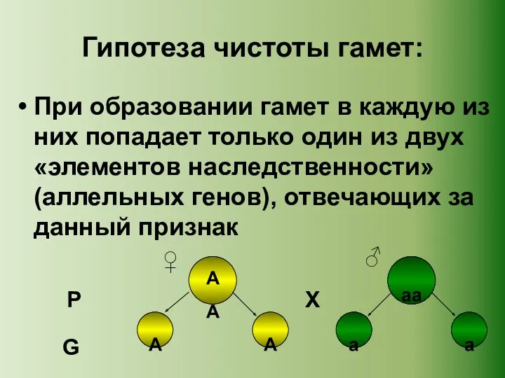 Гипотеза чистоты гамет: При образовании гамет в каждую из них попадает только один