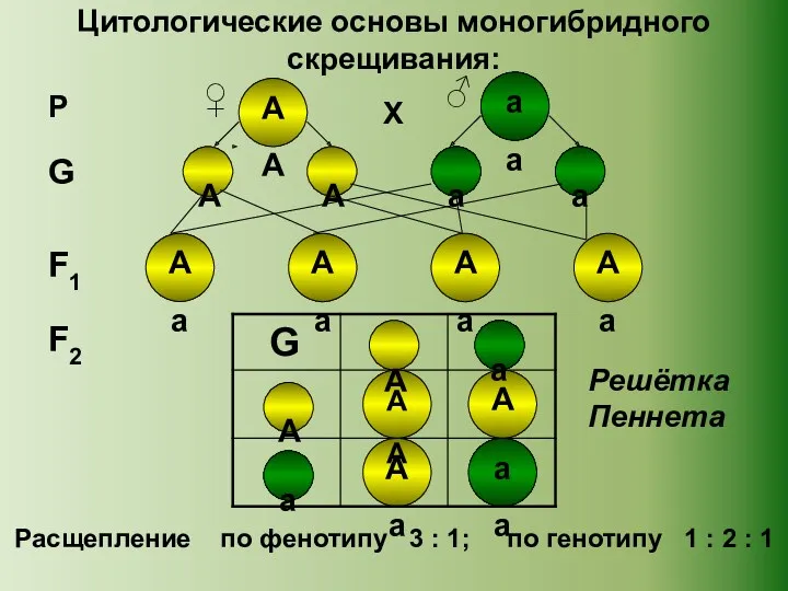 Цитологические основы моногибридного скрещивания: Аа Аа А Аа Аа Аа Аа АА АА